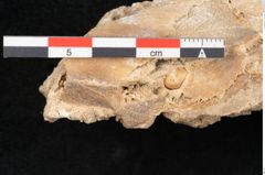 Foto (Detailansicht) von Fagus silvatica L. (NHMW-GEO-2024-0188-11363)